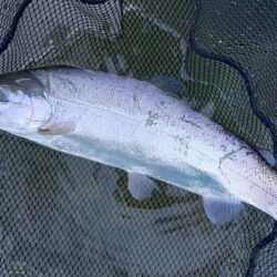 ポカポカの一日 ～天竜川ルアーフライテンカ…